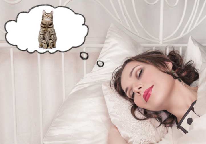 Mơ thấy mèo con có phải là là điềm lành không?