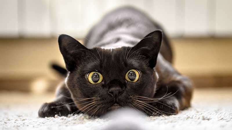 Giải mã giấc mơ khi anh em mơ thấy mèo trắng